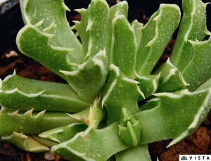 pEVfX tH[JA@A@9cm|bg