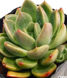 Joe Free@ GPxA@A@9cm|bgϗtA G  CeA 炵  A ĕ T{e 