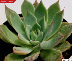 NXs_[^@ GPxA@A@9cm|bgϗtA G  CeA 炵  A ĕ T{e 