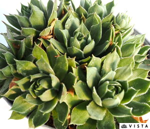 AXeChyfbNXzZyrE@A@10.5cm|bgϗtA G  CeA 炵nA A q  gt