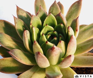 r[iXyfbNXz GPxA@A@10.5cm|bgϗtA G  CeA 炵  A ĕ T{e 