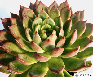 ノマド【デラックス多肉】 エケベリア属 多肉植物 10.5cmポット観葉植物 雑貨 おすすめ インテリア 暮らし 室内 植物 育て方 サボテン 多肉