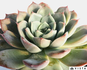 CTbNyfbNXzGPxA@A@10.5cm|bgϗtA G  CeA 炵  A ĕ T{e 