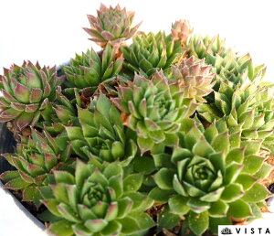 AAi yfbNXzZyrE@A@10.5cm|bgϗtA G  CeA 炵nA A q  gt