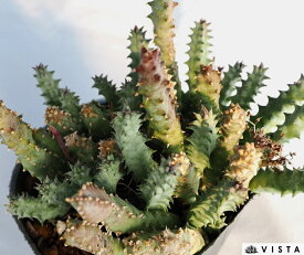 竜王角（リュウオウカク）【デラックス多肉】 ガガイモ科フェルニア属　多肉植物　10.5cmポット