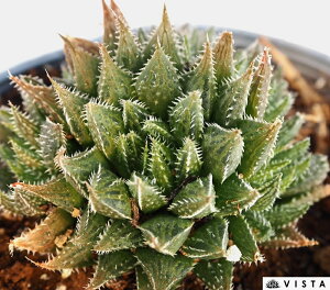 L yfbNXz nI`AyWGvcz@A@10.5cm|bgϗtA G  CeA 炵 nIVA haworthia T{e A