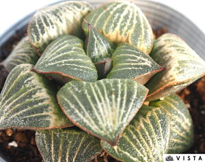 u yfbNXznI`AyWGvcz A@ 10.5cm|bg ϗtA G  CeA 炵 nIVA haworthia T{e A