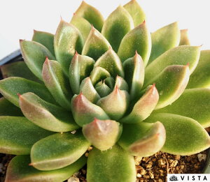 ΉpiZLGCjyfbNXz GPxA@A@10.5cm|bgϗtA G  CeA 炵  A ĕ T{e 