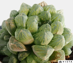 rbObNyfbNXznI`A@A@10.5cm|bgϗtA G  CeA 炵 nIVA haworthia T{e A