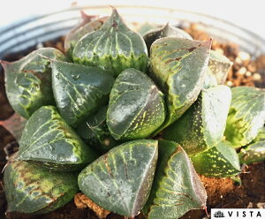 ۓqiVehEWjyfbNXznI`AyWGvcz@A@10.5cm|bgϗtA G  CeA 炵 nIVA haworthia T{e A