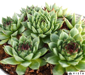 ~ZXWZtByfbNXzZyrE@A@10.5cm|bgϗtA G  CeA 炵nA A q  gt