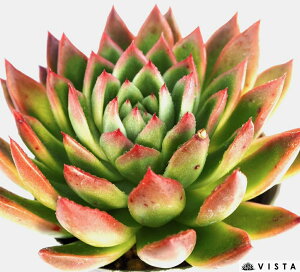 \EyfbNXzGPxA@A@10.5cm|bgϗtA G  CeA 炵  A ĕ T{e 