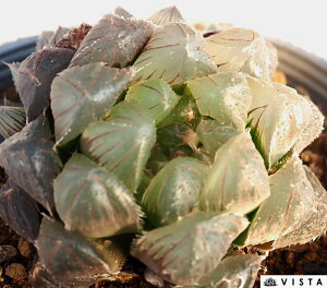 ԐYiAJZYjyfbNXznI`A@A@10.5cm|bgϗtA G  CeA 炵 nIVA haworthia T{e A