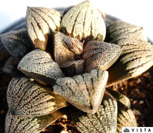 ጎԁiZcQcJjyfbNXzyWGvcz nI`A@A@ 10.5cm|bg ϗtA G  CeA 炵 nIVA haworthia T{e A