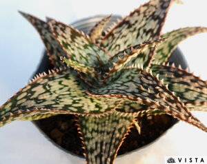 AtHW[i yfbNXz AG@A@10.5cm|bgϗtA G  CeA 炵 ĕ A  g PA