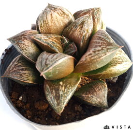 御津姫（オツヒメ）【デラックス多肉】ハオルチア属　多肉植物　10.5cmポット 観葉植物 雑貨 おすすめ インテリア 暮らし ハオルシア haworthia サボテン 植物