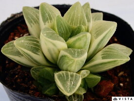 寿晃錦（ジュコウニシキ）ハオルチア属　【ジュエルプランツ】多肉植物　9cmポット観葉植物 雑貨 おすすめ インテリア 暮らし ハオルシア haworthia サボテン 植物