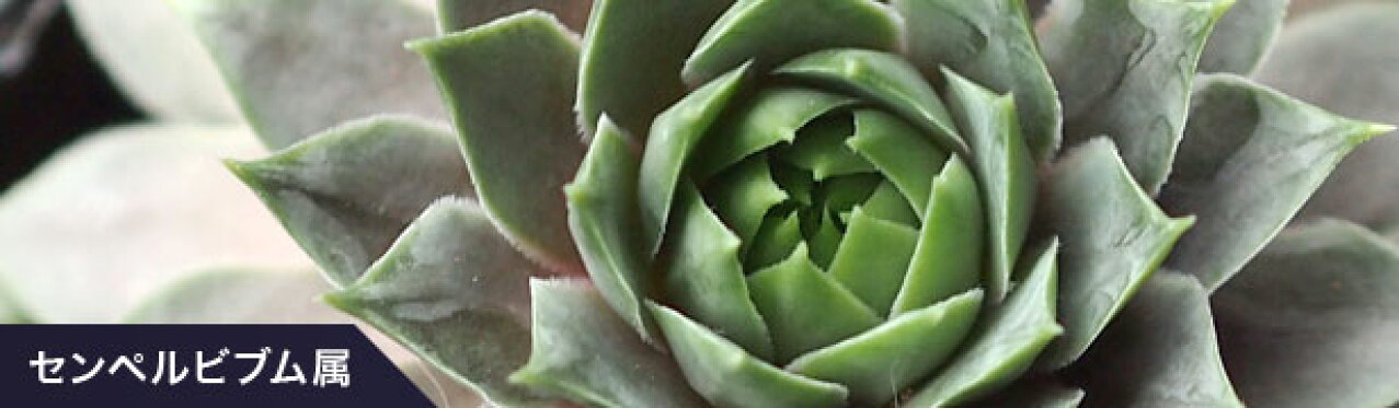 センペルビブム属
