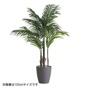 ȒPtFCNO[ AJV STCY(120cm)