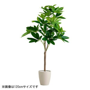 ȒPtFCNO[ pL LTCY(180cm)