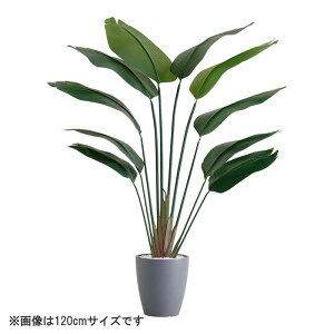 ȒPtFCNO[ Xg`A LTCY(180cm)