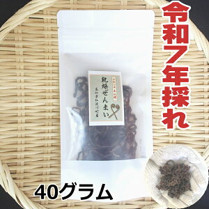 yz@mm쒬Y@VR@܂ 40g@2025N̂@܂@R؁@Y@ʔ́@roI܂