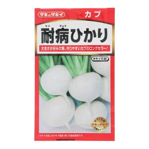 タキイ かぶ 耐病ひかり