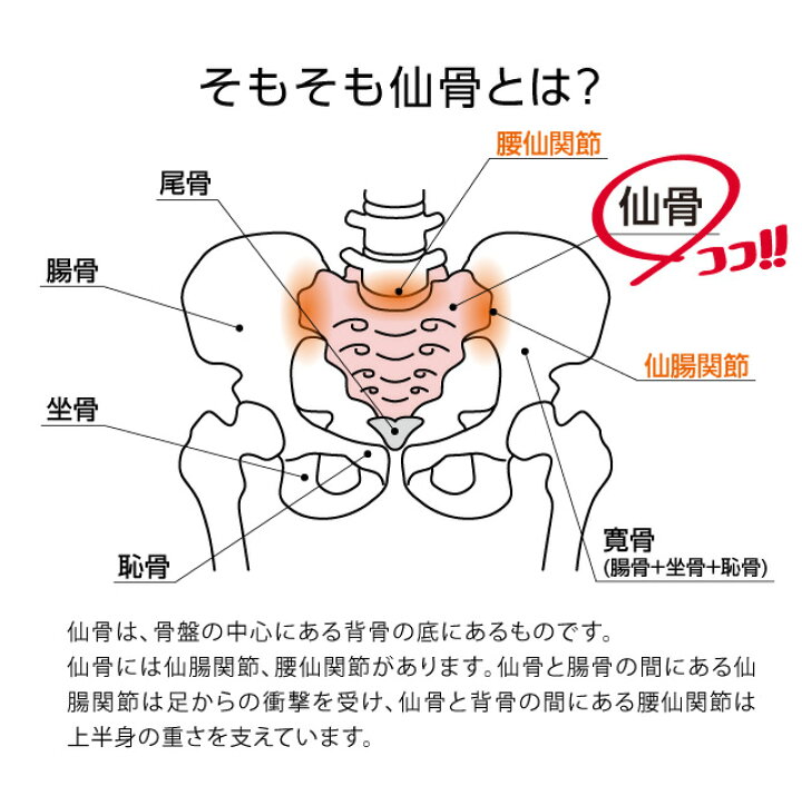 人気絶頂 コシレッチ 肩甲骨 指圧代用器 マッサージ器 背中 仙骨 筋肉 腰 ストレッチ ほぐし ふくらはぎ 人気絶頂 コシレッチ 肩甲骨 指圧代用器 マッサージ器 背中 仙骨 筋肉 腰 ストレッチ ほぐし ふくらはぎ