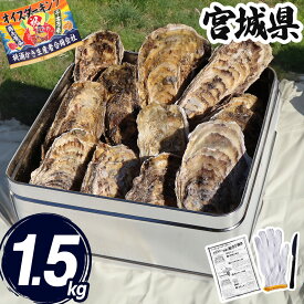 特価 牡蠣 カンカン焼き 1.5kg缶 (軍手・ナイフ付) 宮城県 冷凍 殻付き 牡蠣缶 缶焼き かき 牡蛎 カキ 三陸 海鮮 セット バーベキュー BBQ 貝 大容量 大人数