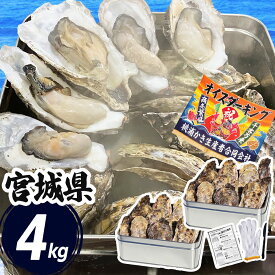 牡蠣 カンカン焼き 2kg缶×2 宮城県 (軍手・ナイフ付) 冷凍 殻付き 牡蠣缶 缶焼き かき 牡蛎 カキ 三陸 海鮮 セット バーベキュー BBQ 貝 大容量 大人数 送料無料(沖縄県除く)