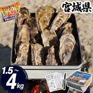 特価 牡蠣 カンカン焼き 1.5kg~4kg 宮城県 (軍手・ナイフ付) 冷凍 殻付き 中〜大粒 牡蠣缶 缶焼き かき …