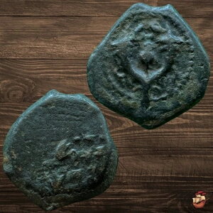 JUDAEA �R�C�� - �v���^ - �n�X������ - ���n�l �q���J�m�X 1 �� (�I���O 135 �` 104 �N) #t884