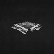 楽天市場】kendrick lamar to pimp a butterfly（レコード｜CD・DVD 
