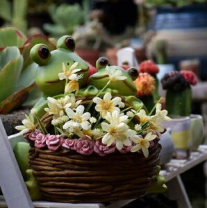 K[fjO ystyle3-ԂȂzAEghA킢ETMJGAؔ땗iuԕr냔BH|i ystyle3-no flowerzOutdoor Cute Rabbit Frog Flower Pot Resin Ornaments Garden Landscape 
