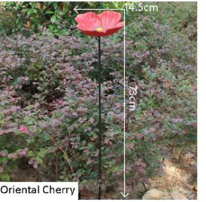 o[htB[_[ ACA X^h   IuWF e a K[f o[h oX o[hoX K[fjOG ObY o[htB[_[/Ԃ/Oriental Cherry [ sA