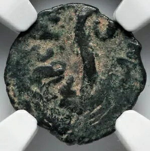 NGC Ch F Choice FINE �|���e�B�E�X �s���g ���_�� �C�G�X �����R�C�� 26-36 AD�AAE �v���[�^