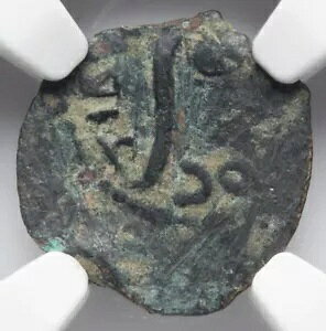 NGC Ch F CHOICE FINE �|���e�I�E�s���g 26-36 AD�A���_�� �{���̃C�G�X�����R�C��