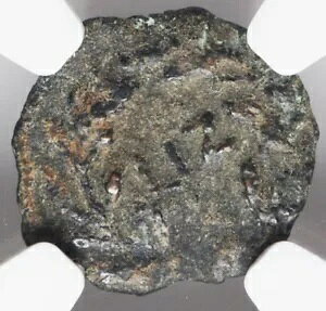 NGC Ch F CHOICE FINE �|���e�I�E�s���g 26-36 AD�A���_�� �{���̃C�G�X�����R�C��