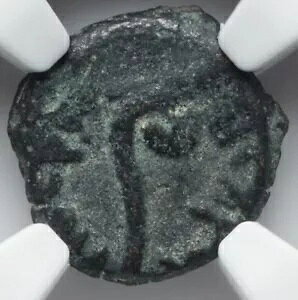 NGC Ch F�ACHOICE FINE �|���e�I�E�s���g�A���� 26 �` 36 �N�A���_�����C�G�X �����R�C��