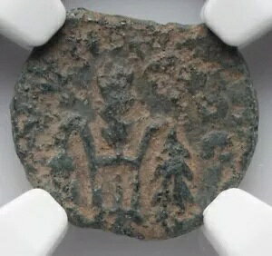 NGC Ch F�ACHOICE FINE �|���e�I�E�s���g�A���� 26 �` 36 �N�A���_�����C�G�X �����R�C��