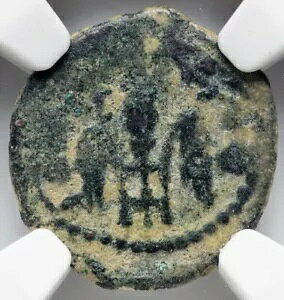 NGC Ch F�ACHOICE FINE �|���e�I�E�s���g�A���� 26 �` 36 �N�A���_�����C�G�X �����R�C��