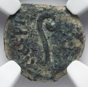 NGC Ch F CHOICE FINE �|���e�B�E�X �s���g 26-36 AD ���_�� �{���̃C�G�X �����R�C��