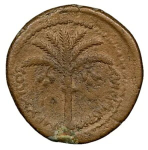 JUDAEA Caesarea Domitian 81-96 ADAAE 28 ȃ[}鍑̃V̖؁A5/5 NGC F