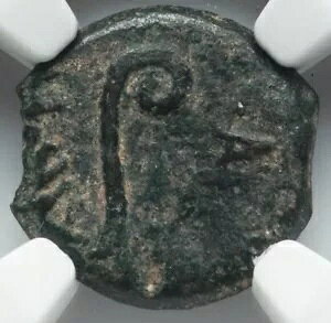 NGC Ch F�ACHOICE FINE �|���e�I�E�s���g�A�I�� 26 �` 36 �N�A���_�����C�G�X �����R�C��