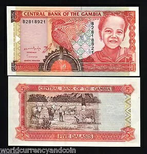 �K���r�A 5 DALASI P-16 A 1996 X 100 ���b�g �t���o���h�� �� �� �� ��s��