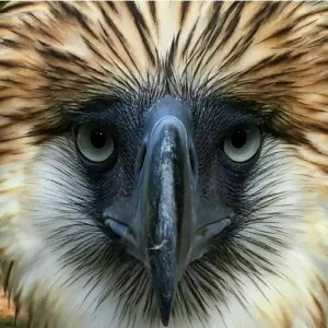 2019 �N�b�N�A�C�����h �}�O�j�t�B�Z���g ���C�t �t�B���s�� �C�[�O�� 1 �I���X .999 �V���o�[ �v���[�t �R�C��