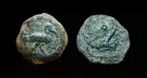 AE Dichalkon Alexandria - �������s (�g�L/�N���R�_�C��) ���A�R�C��!