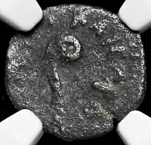 NGC Ch F Choice FINE �|���e�B�E�X �s���g ���_�� �C�G�X �����R�C���A���� 26 �` 36 �N�v���^