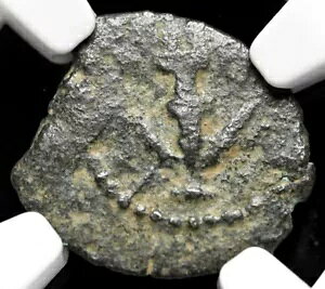 NGC VF �w���f�� 1 ���A�{���̃��_���������S�l�}�C�g �R�C�� �I���O 40-4