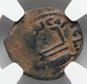 NGC Ch F�ACHOICE FINE �|���e�I�E�s���g�A���� 26 �` 36 �N�A���_�����C�G�X �����R�C��